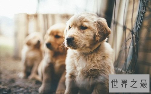 金毛寻回犬，世界上最会游泳的犬种！