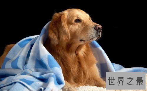 金毛寻回犬，世界上最会游泳的犬种！