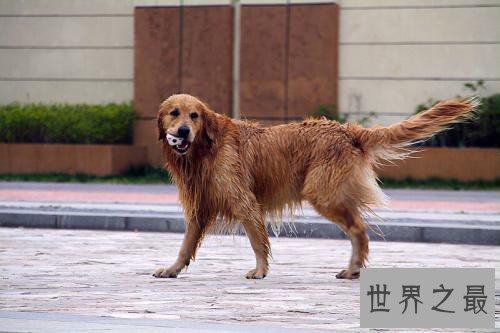 金毛寻回犬，世界上最会游泳的犬种！