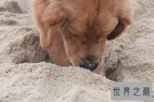 金毛寻回犬，世界上最会游泳的犬种！