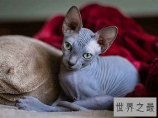 斯芬克斯猫丑八怪？浑身光溜溜却价格不菲！