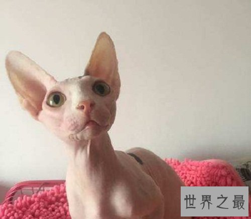 斯芬克斯猫丑八怪？浑身光溜溜却价格不菲！