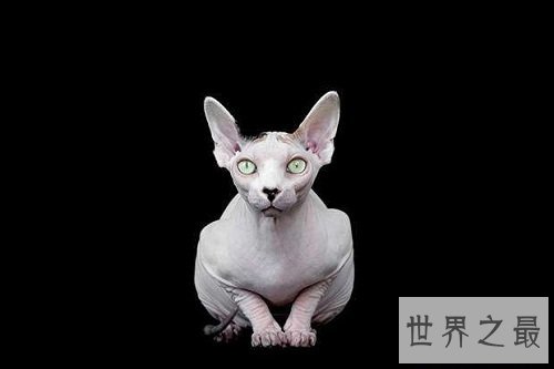 斯芬克斯猫丑八怪？浑身光溜溜却价格不菲！