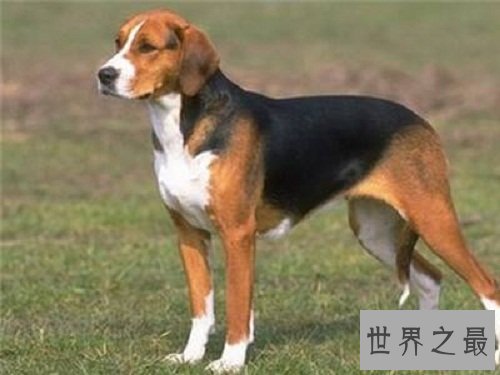 狗的品种分类大全,你知道多少呢?