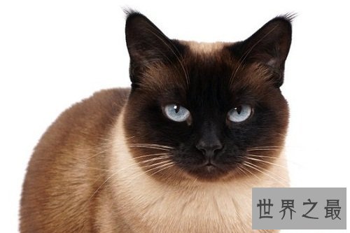 暹罗猫,世界上最高贵的猫中王子!