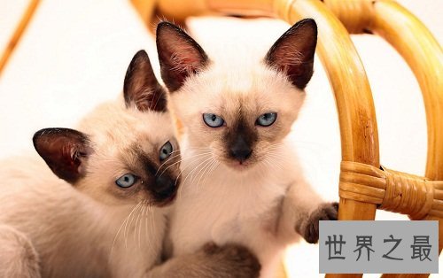 暹罗猫,世界上最高贵的猫中王子!