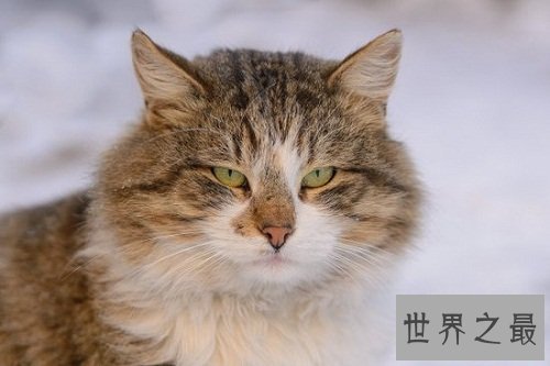 养猫注意事项详细版来袭，养猫新手指南！