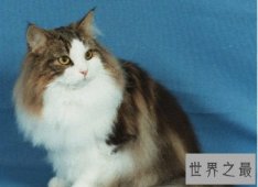 养猫注意事项详细版来袭，养猫新手指南！