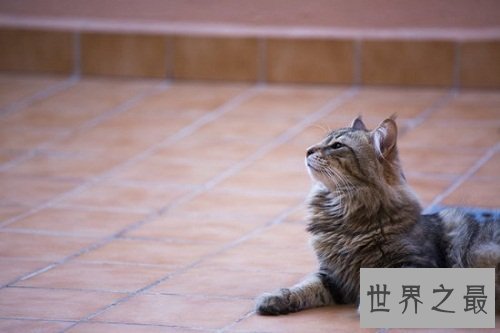 养猫注意事项详细版来袭，养猫新手指南！