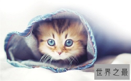 养猫注意事项详细版来袭，养猫新手指南！