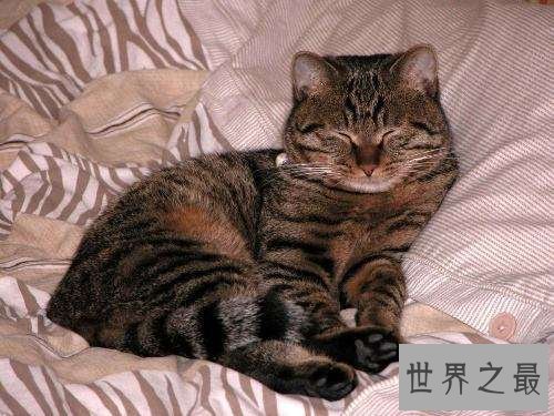 中国狸花猫你了解多少呢？中国最古老的土猫猫！