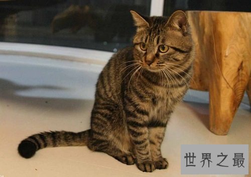 中国狸花猫你了解多少呢？中国最古老的土猫猫！