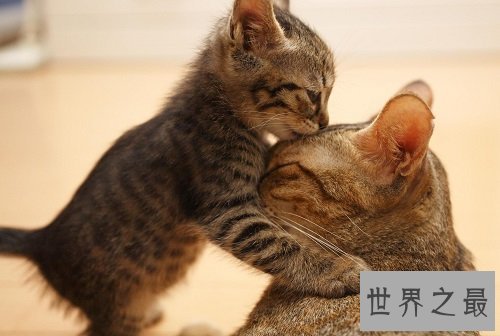 中国狸花猫你了解多少呢？中国最古老的土猫猫！