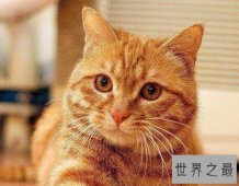 中国狸花猫你了解多少呢？中国最古老的土猫猫！