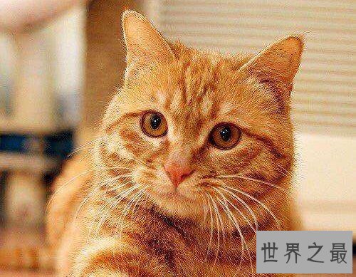 中国狸花猫你了解多少呢？中国最古老的土猫猫！