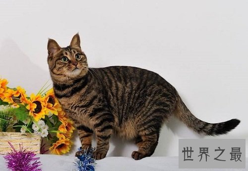 中国狸花猫你了解多少呢？中国最古老的土猫猫！