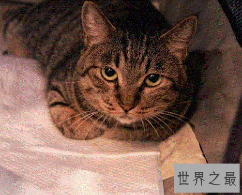 中国狸花猫你了解多少呢？中国最古老的土猫猫！