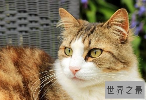 挪威森林猫的前世今生，爱猫一族速速看过来！