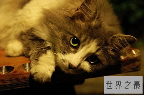 挪威森林猫的前世今生，爱猫一族速速看过来！