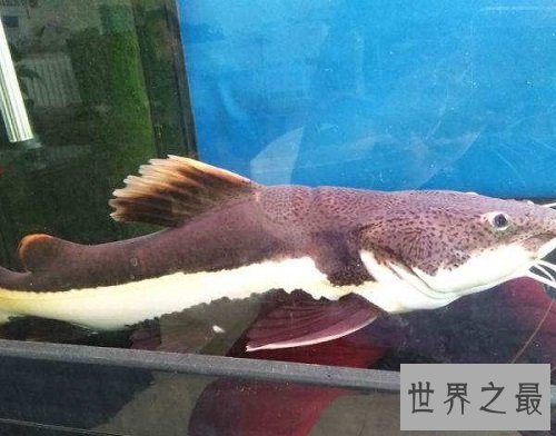 招财猫鱼能招财致富？招财猫鱼风水含义为你奉上！