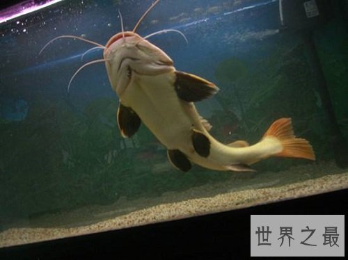 招财猫鱼能招财致富？招财猫鱼风水含义为你奉上！