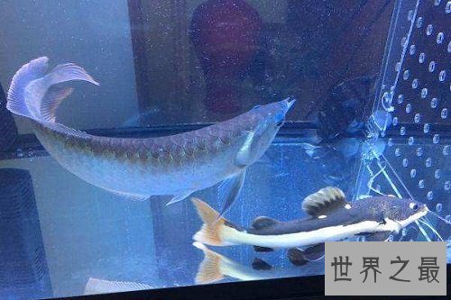 招财猫鱼能招财致富？招财猫鱼风水含义为你奉上！