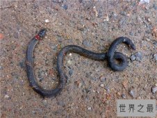 两头蛇的外观畸形，曾有人重金买下当宠物饲养