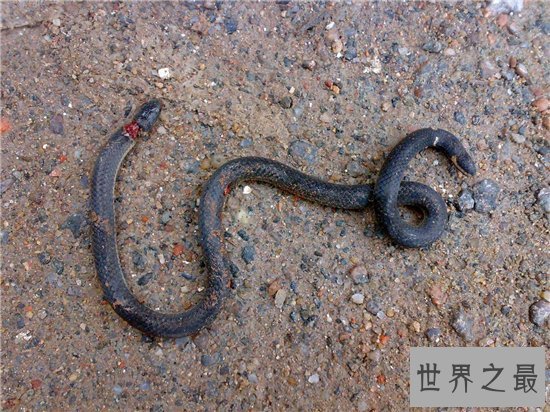 两头蛇的外观畸形，曾有人重金买下当宠物饲养