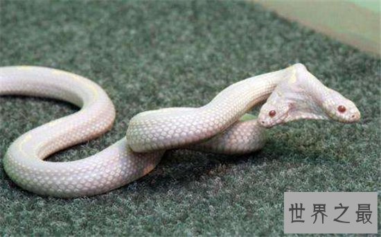 两头蛇的外观畸形，曾有人重金买下当宠物饲养