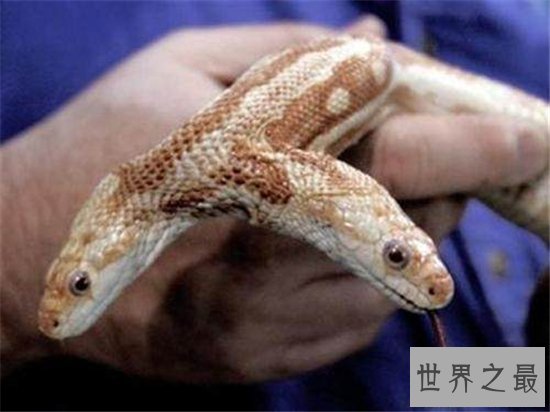 两头蛇的外观畸形，曾有人重金买下当宠物饲养