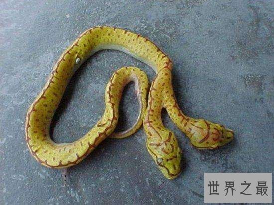 两头蛇的外观畸形，曾有人重金买下当宠物饲养