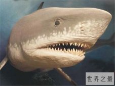 巨牙鲨在2013年疑似被发现，杀伤力比龙王鲸还厉害