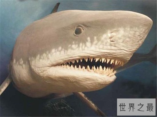巨牙鲨在2013年疑似被发现，杀伤力比龙王鲸还厉害