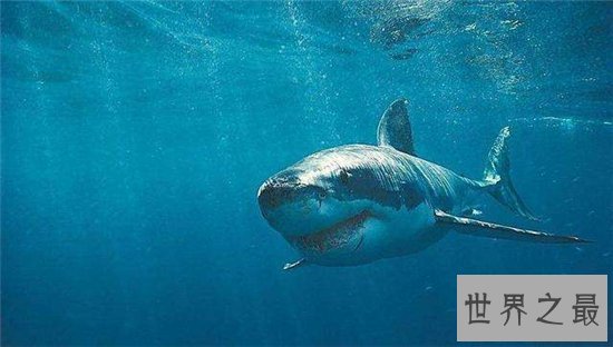 巨牙鲨在2013年疑似被发现，杀伤力比龙王鲸还厉害