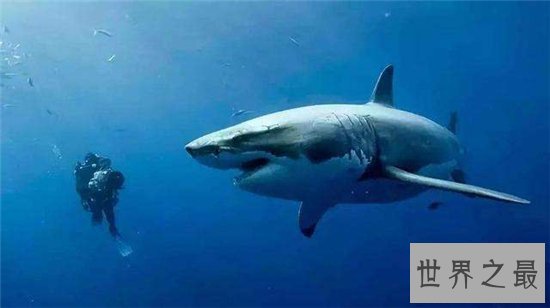 巨牙鲨在2013年疑似被发现，杀伤力比龙王鲸还厉害
