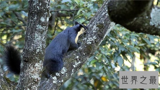 巨松鼠成最灵活的大个子，曾偷坚果逃过监控的拍摄