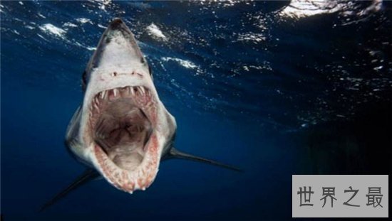 灰鲭鲨闻到血腥味便会咬人，曾在美国捕获最大灰鲭鲨
