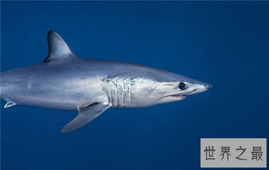 灰鲭鲨闻到血腥味便会咬人，曾在美国捕获最大灰鲭鲨