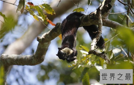 巨松鼠成最灵活的大个子，曾偷坚果逃过监控的拍摄