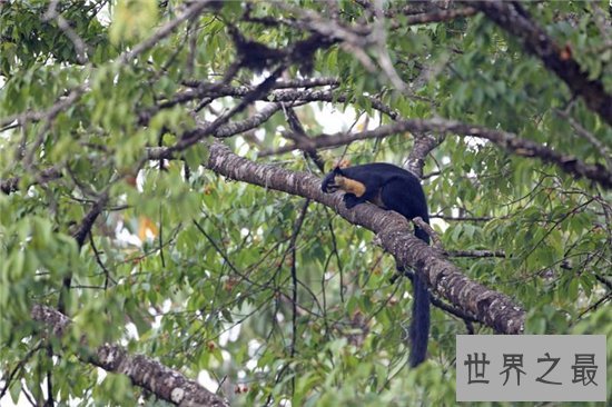 巨松鼠成最灵活的大个子，曾偷坚果逃过监控的拍摄