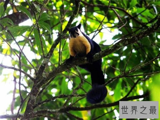 巨松鼠成最灵活的大个子，曾偷坚果逃过监控的拍摄