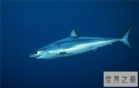 灰鲭鲨闻到血腥味便会咬人，曾在美国捕获最大灰鲭鲨