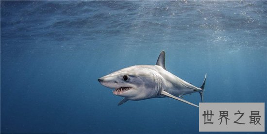 灰鲭鲨闻到血腥味便会咬人，曾在美国捕获最大灰鲭鲨