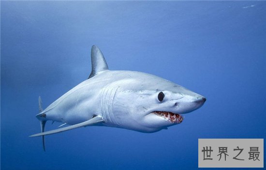 灰鲭鲨闻到血腥味便会咬人，曾在美国捕获最大灰鲭鲨