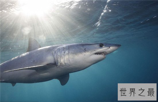 灰鲭鲨闻到血腥味便会咬人，曾在美国捕获最大灰鲭鲨