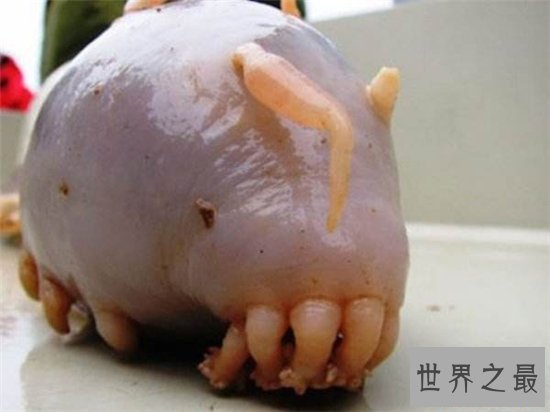 海猪毒素高不能食用，与海豚还是有一定的区别