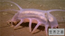 海猪毒素高不能食用，与海豚还是有一定的区别