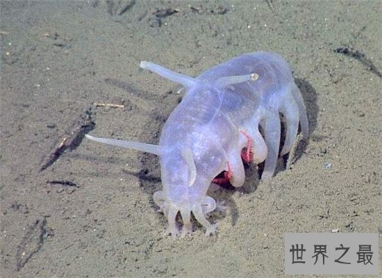 海猪毒素高不能食用，与海豚还是有一定的区别