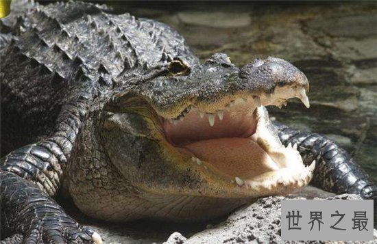 鳄鱼吃人事件频频发生，1945年鳄鱼吃掉900多日军
