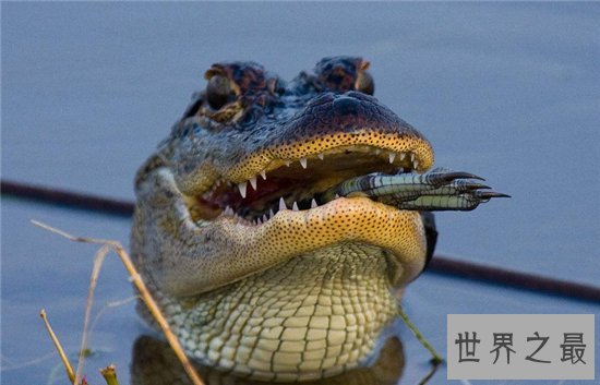 鳄鱼吃人事件频频发生，1945年鳄鱼吃掉900多日军